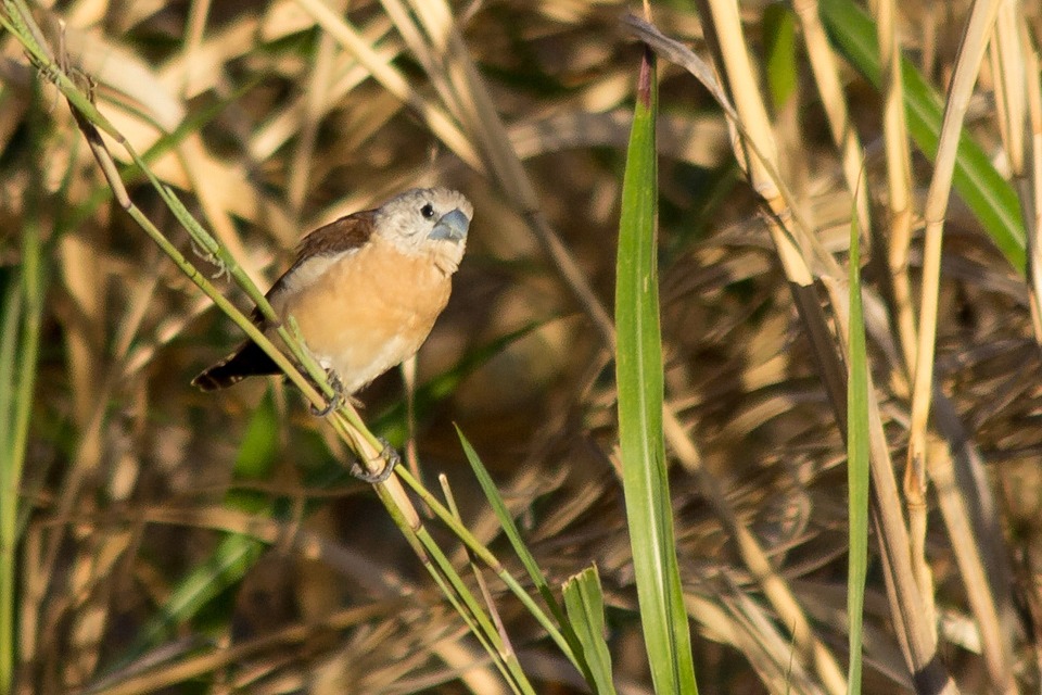 Yellow-rumped Mannikin (Lonchura flaviprymna)